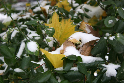 Yellow Maple Foliage in Unknown Bush Foliage