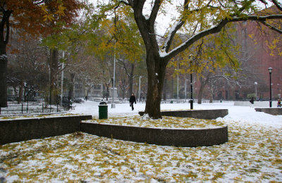Southeast View - Scholar Tree with Ground Foliage & Snow