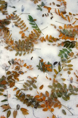 Snow & Scholar Tree Ground Foliage