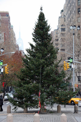 Christmas Tree at the Washington Square Arch with Fifth Avenue Horizon