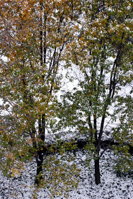 Snow & Pear Tree Foliage