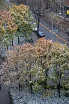 Snow & Pear Tree Foliage