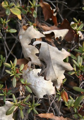 Oak Foliage in an Azalea Bush