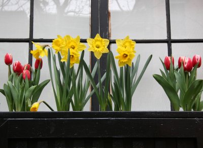 Daffodil and Tulip Window Flower Box