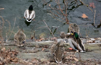 Ducks at the Reservoir