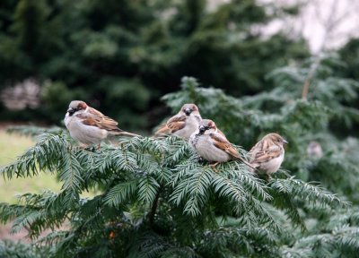 Sparrows on a Fir Tree Bough