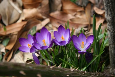 Crocuses - St Lukes Church Garden