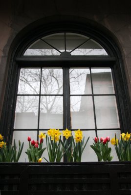 Daffodil & Tulip Flower Box