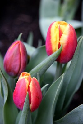 Tulips