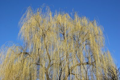 Willow Tree at the Community Garden 9C