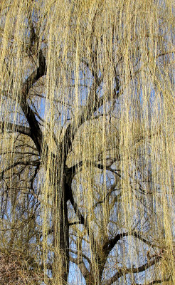 Budding Willow Trees at La Plaza Cultural Community Garden