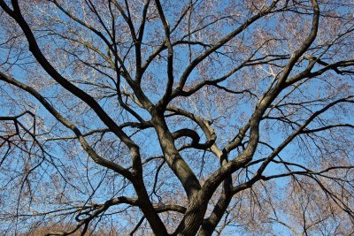 Maple Tree Branches & Buds