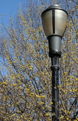 Park Lamp & Cornus mas Dogwood Blossoms