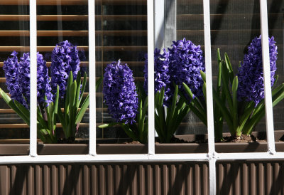 Hyacinth Window Flower Box