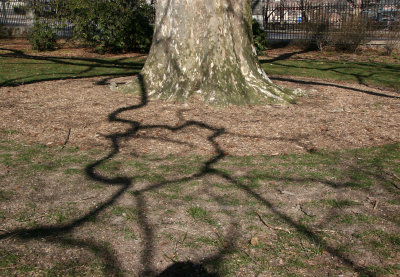 Sycamore Tree Trunk & Branch Shadows