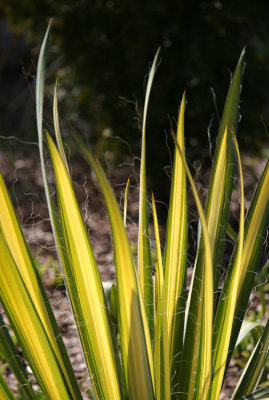 Variegated Yucca