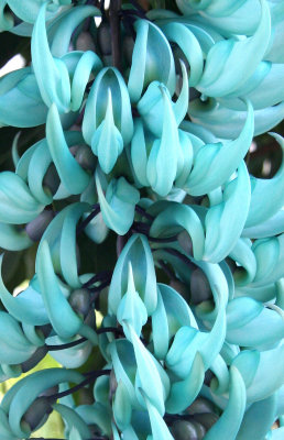 Orchid Show - Jade Vine