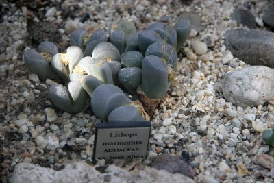 Stone Plants