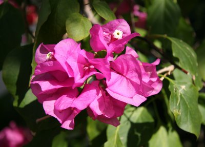 Bouganvilla