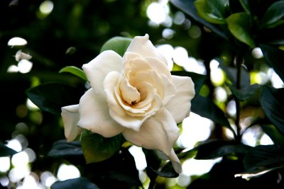 Gardenia