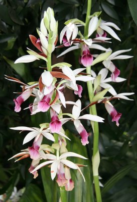 Orchid Show