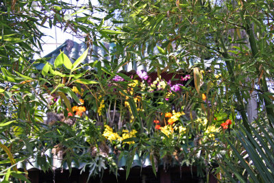 Orchid Show
