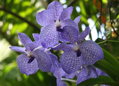 Orchid Show
