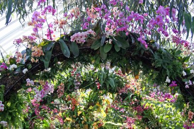 Orchid Show