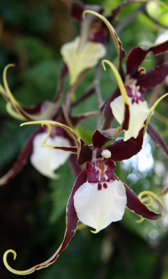 Orchid Show