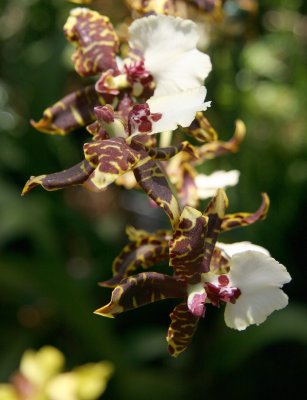 Orchid Show