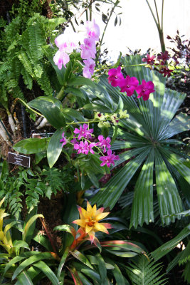 Orchid Show