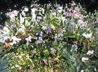 Orchid Show