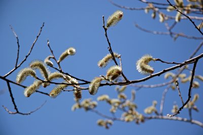 Pussy Willow Tree Blossoms