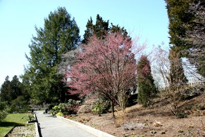 Ladies Border Garden