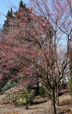 Ladies Border Garden - Prunus Tree