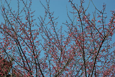 Ladies Border Garden - Prunus Tree