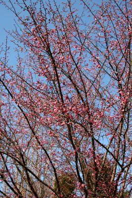 Ladies Border Garden - Prunus Tree