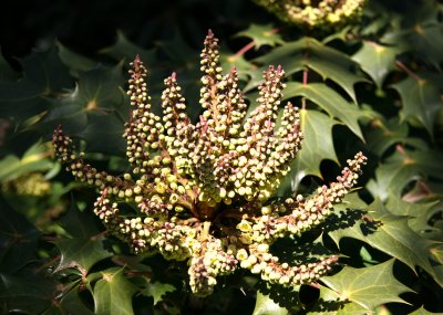 Ladies Border Garden - Mahonia