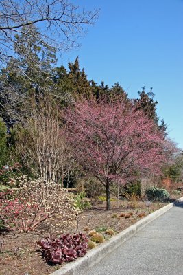 Ladies Border Garden