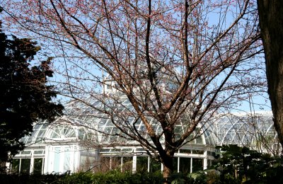 Conservatory & Prunus Tree from Ladies Border Garden