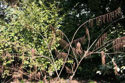 Ladies Border Garden - Stachyurus praecox or 'Rubrifloria'