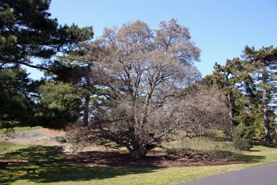 Magnolia Tree & Conifers