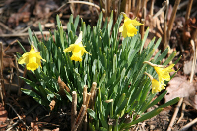 Children's Adventure Garden - Daffodils