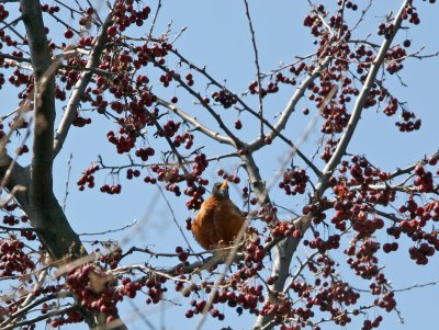 Children's Adventure Garden - Robin in a Crab Apple Tree