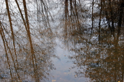 Wetlands Pond Reflections