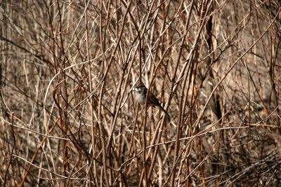Wetlands - Sparrow in the Thicket