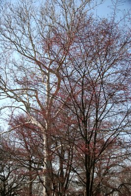 Garden View - Prunus  & Sycamore Tree