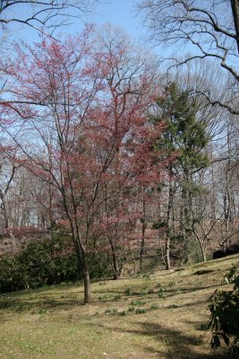 Garden View - Prunus Tree