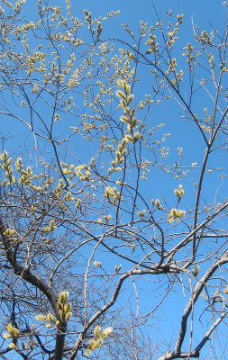 Pussy Willow Tree Buds