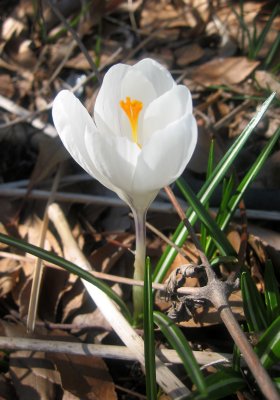 Crocus Blossom